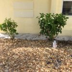 painting house exterior